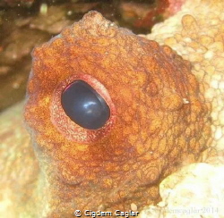 eye of an octopus by Cigdem Caglar 